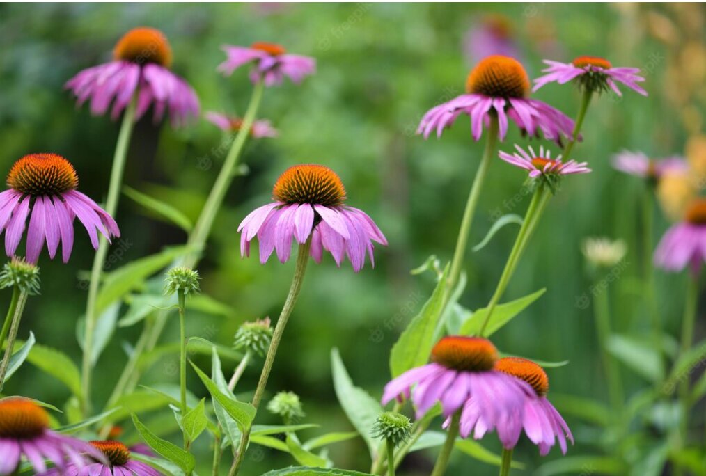 The Many Wonders of Echinacea